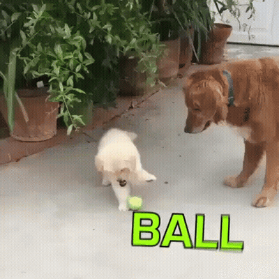 A Puppy Is Playing With A Tennis Ball Next To A Dog . GIF