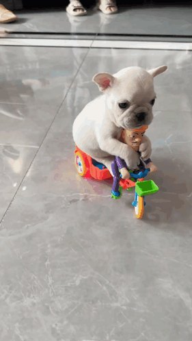 A Puppy Is Riding A Toy Bicycle With A Toy Man On It GIF