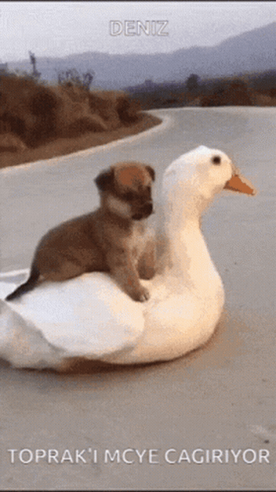 A Puppy Is Riding On The Back Of A Duck . GIF