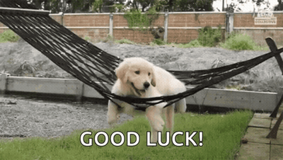 A Puppy Is Sitting In A Hammock With The Words `` Good Luck '' Written On It . GIF