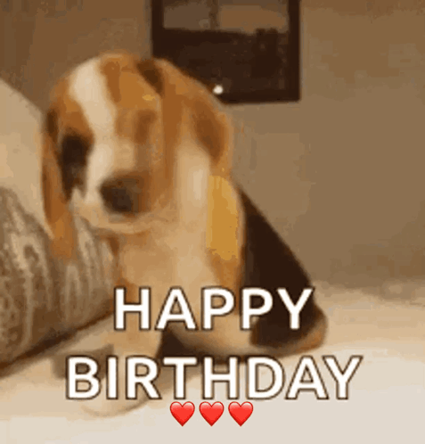 A Puppy Is Sitting On A Bed And Says Happy Birthday GIF