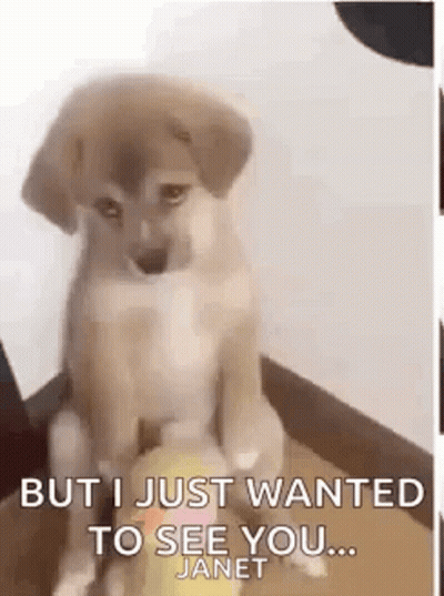 A Puppy Is Sitting On A Box And Looking At The Camera With The Words `` But I Just Wanted To See You ... '' . GIF