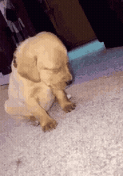 A Puppy Is Sitting On A Carpet And Looking At Something . GIF