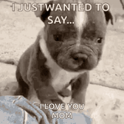 A Puppy Is Sitting On A Person 'S Lap And Says `` I Just Wanted To Say ... I Love You Mom '' GIF