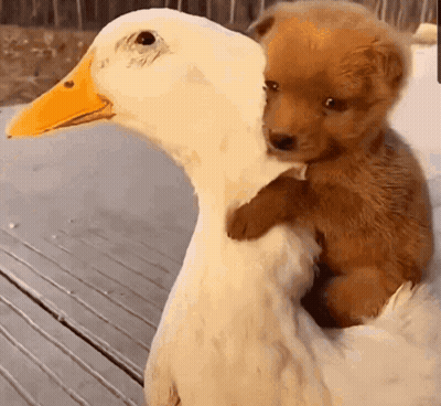 A Puppy Is Sitting On The Back Of A White Duck . GIF