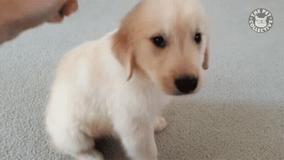 A Puppy Is Sitting On The Floor And Looking At The Camera While Being Petted By A Person . GIF