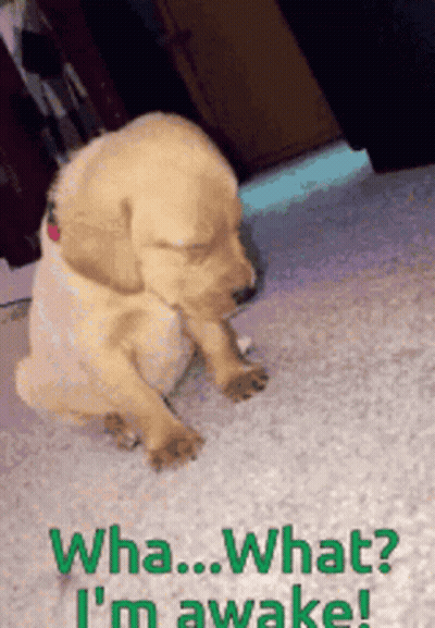 A Puppy Is Sitting On The Floor With The Words " Wha What I 'M Awake " On The Bottom GIF