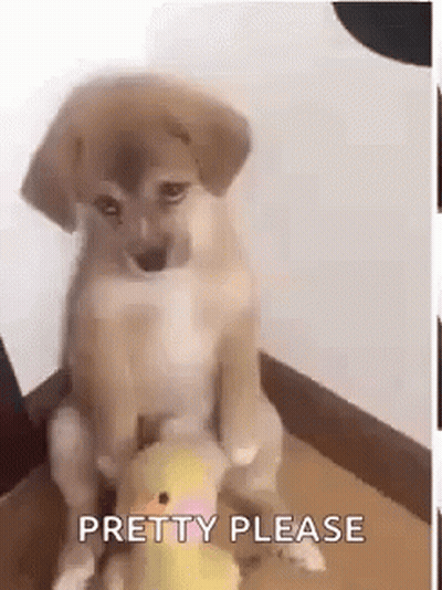 A Puppy Is Sitting On Top Of A Stuffed Duck And Looking At The Camera . GIF