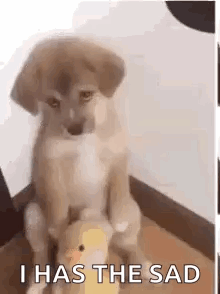A Puppy Is Sitting On Top Of A Stuffed Duck And Says `` I Has The Sad '' . GIF
