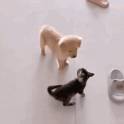 A Puppy Is Standing Next To A Kitten On The Floor . GIF