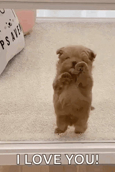 A Puppy Is Standing On Its Hind Legs And Looking Out A Window . GIF