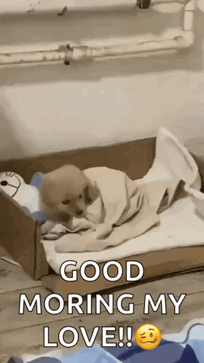 A Puppy Is Wrapped In A Blanket In A Cardboard Box And Says `` Good Morning My Love ! '' GIF