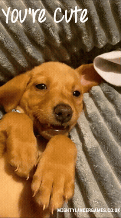 A Puppy Laying On A Blanket With The Words " You 'Re Cute " Above It GIF