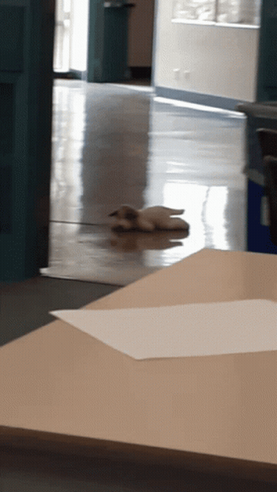 A Puppy Laying On The Floor Next To A Piece Of Paper On A Table GIF