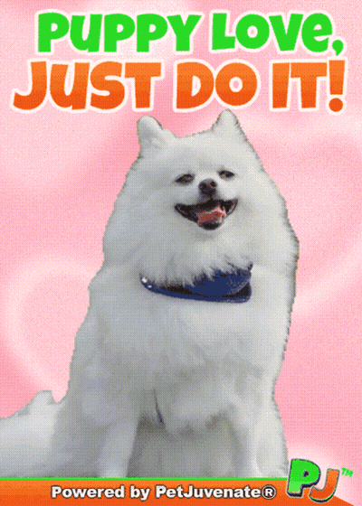 A Puppy Love Just Do It Poster With A White Pomeranian GIF