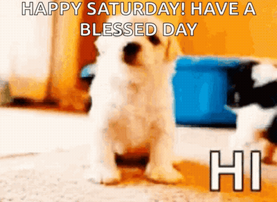 A Puppy Says Happy Saturday Have A Blessed Day GIF