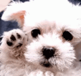 A+ Puppy Waving GIF