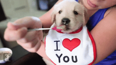 A Puppy Wearing A Bib That Says I Love You Is Being Fed GIF