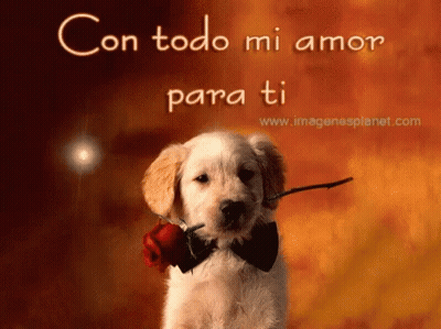 A Puppy Wearing A Bow Tie Is Holding A Red Rose In Its Mouth GIF