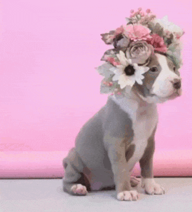 A Puppy Wearing A Flower Crown On Its Head Against A Pink Background GIF