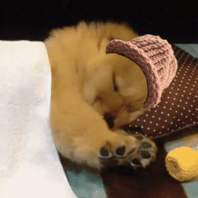 A Puppy Wearing A Pink Knitted Hat Is Sleeping On A Pillow GIF