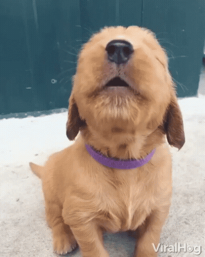 A Puppy Wearing A Purple Collar Is Looking Up At The Sky GIF