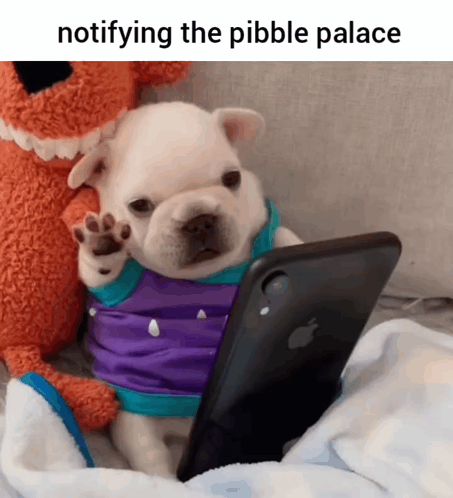 A Puppy Wearing A Purple Shirt Is Looking At A Cell Phone GIF