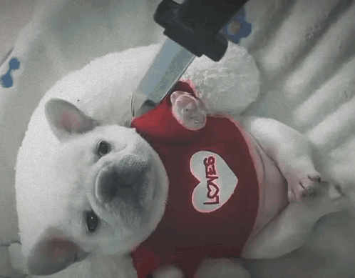 A Puppy Wearing A Red Shirt That Says Loves GIF
