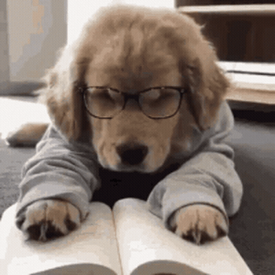 A Puppy Wearing Glasses And A Sweater Is Laying On A Book . GIF