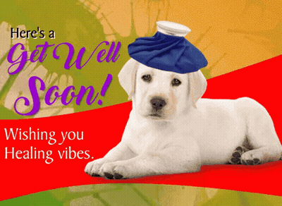 A Puppy With An Ice Pack On Its Head Is On A Card That Says Get Well Soon GIF