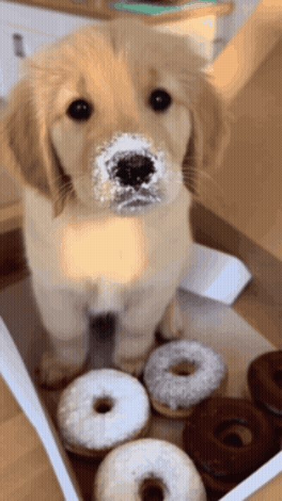 A Puppy With Icing On Its Face Is Sitting In A Box Of Donuts GIF
