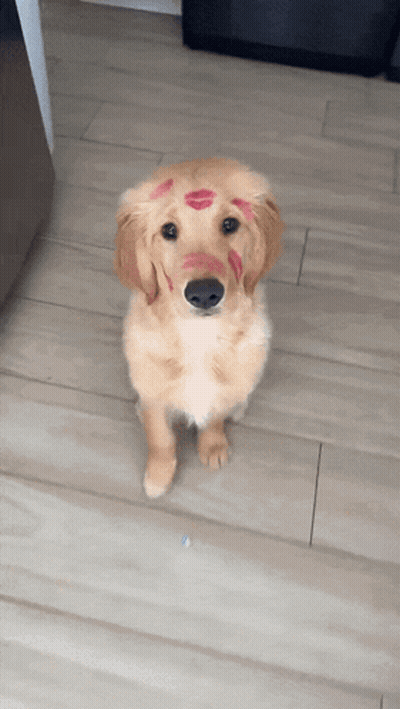A Puppy With Red Lipstick On Its Face Looks At The Camera GIF