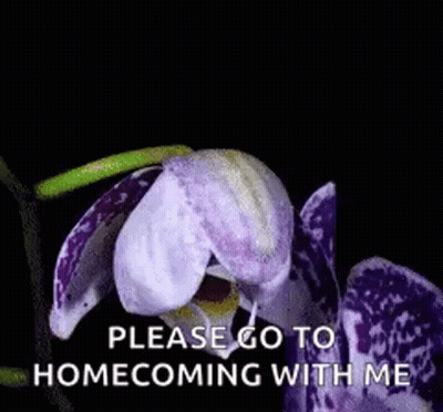 A Purple And White Flower With The Words Please Go To Homecoming With Me GIF