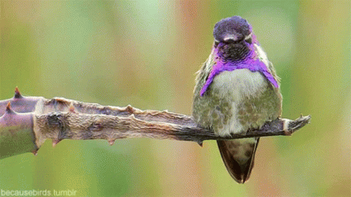 A Purple And White Hummingbird Perched On A Branch . GIF