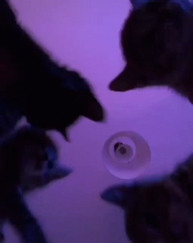 A Purple Background With A Few Cats In The Foreground GIF
