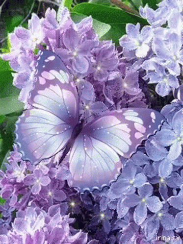 A Purple Butterfly Is Sitting On Top Of Purple Flowers GIF
