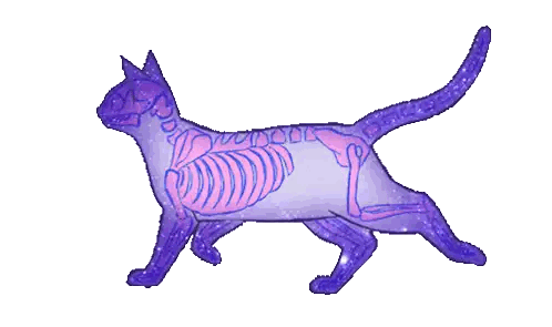 A Purple Cat With A Pink Skeleton On Its Back Sticker