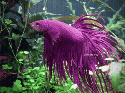 A Purple Fish With A Long Tail Is In A Tank With Plants GIF