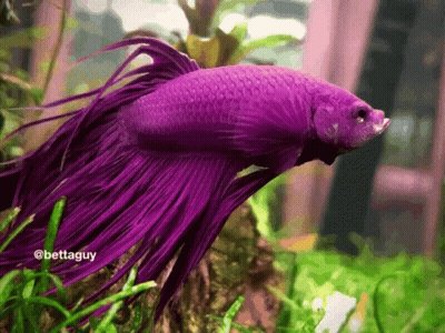 A Purple Fish With The Name Bettaguy On The Bottom Of It GIF
