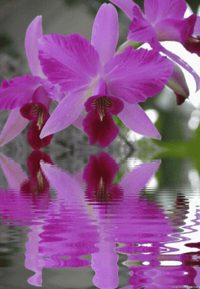 A Purple Flower Is Reflected In A Body Of Water With A Watermark That Says ' A Purple Flower ' GIF