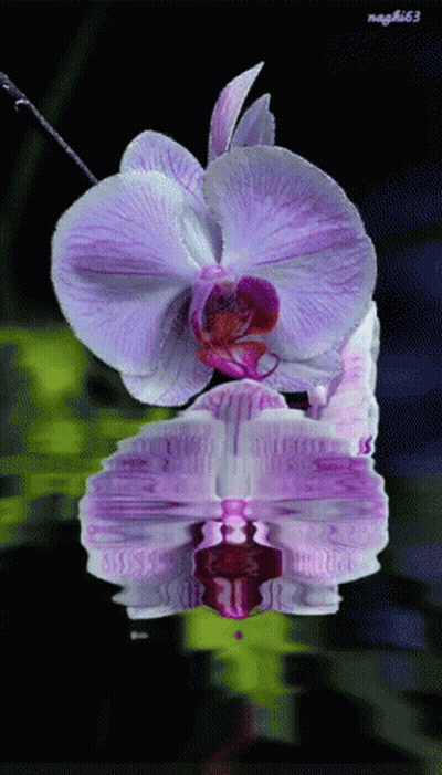 A Purple Flower Is Reflected In The Water And Has The Name Nagfli63 On The Bottom GIF