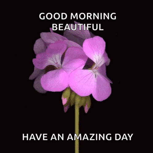 A Purple Flower On A Black Background With The Words `` Good Morning Beautiful '' And `` Have An Amazing Day '' . GIF