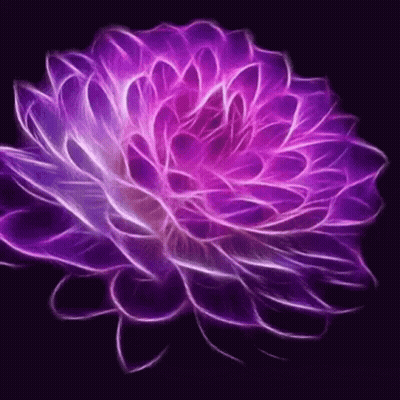 A Purple Flower With A Black Background And A Purple Center GIF