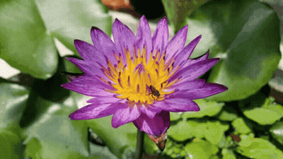 A Purple Flower With A Yellow Center Has A Bug On It GIF