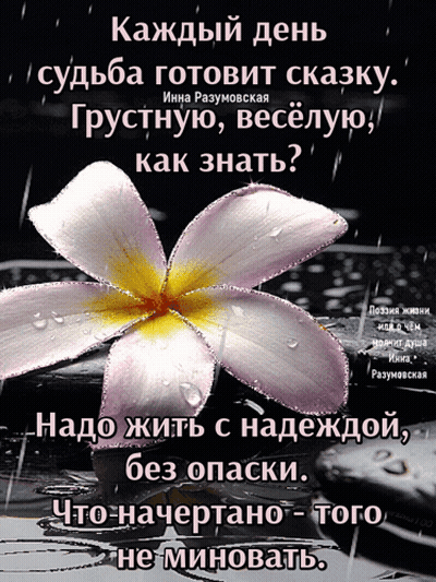 A Purple Flower With A Yellow Center Is On A Black Background With Foreign Writing GIF