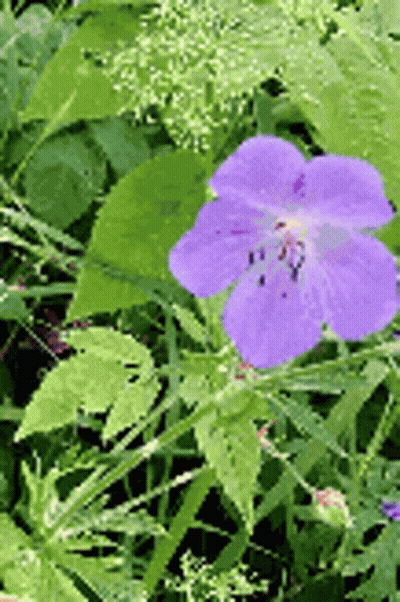 A Purple Flower With A Yellow Center Is Surrounded By Green Leaves GIF