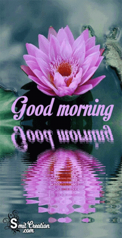 A Purple Lotus Flower Is Reflected In The Water With The Words Good Morning GIF