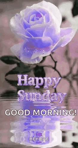 A Purple Rose Is Reflected In The Water And Says `` Happy Sunday , Good Morning ! '' GIF