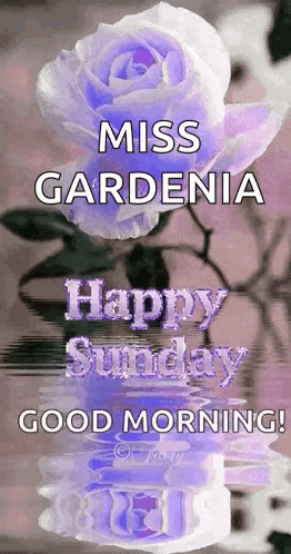 A Purple Rose Is Reflected In The Water And Says `` Miss Gardenia Happy Sunday Good Morning '' . GIF