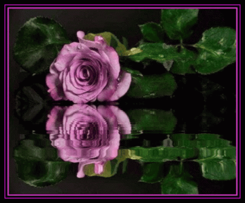 A Purple Rose Is Reflected In The Water With Green Leaves In The Background GIF
